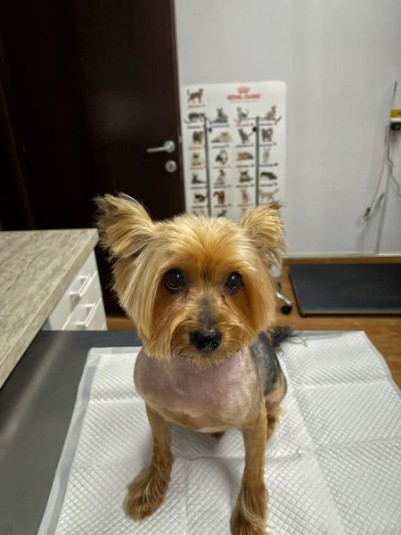 Vet House - Cabinet veterinar